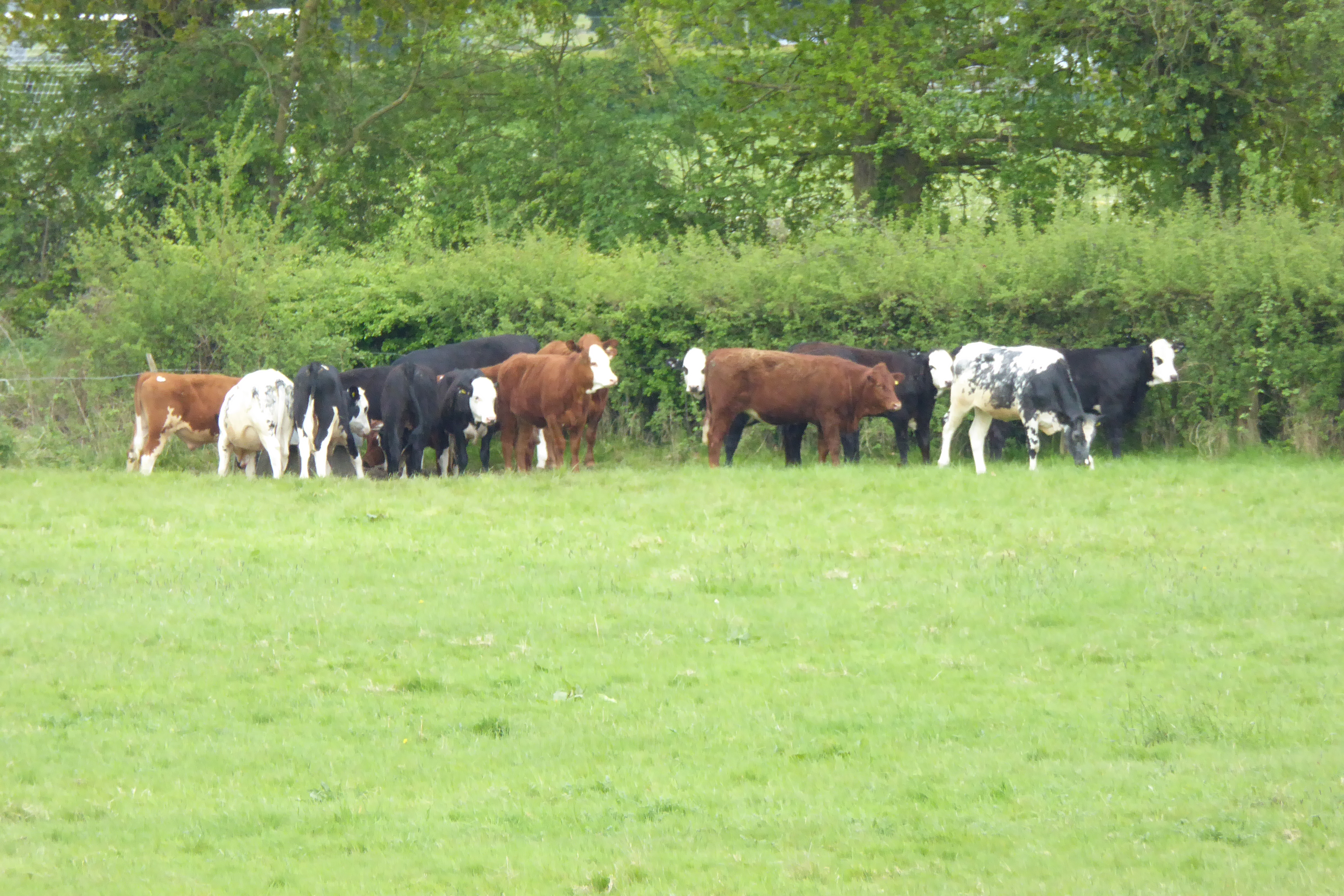 A sight that is unlikely to be seen again - cattle at Bell Farm in 2015.
